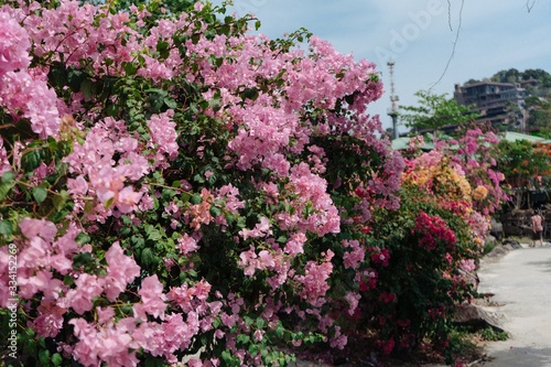 Flowers on the bush in pink color in the tropical island