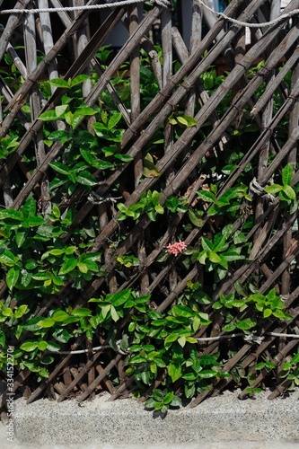fence in brown color with beautiful plants waving on it