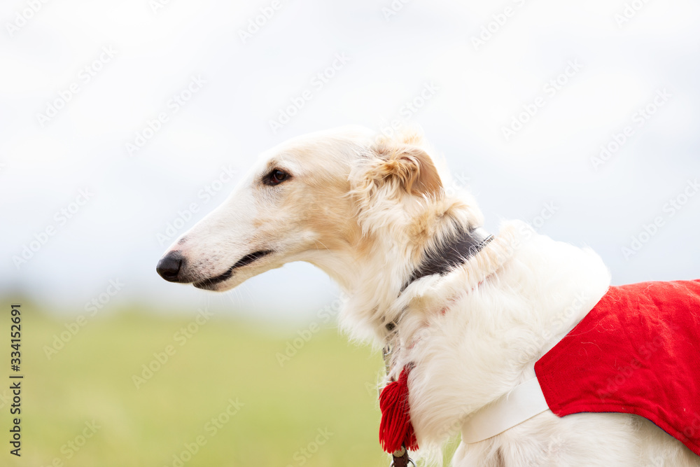 Adorable borzoi dog walks at spring field Adorable borzoi dog walks at spring field