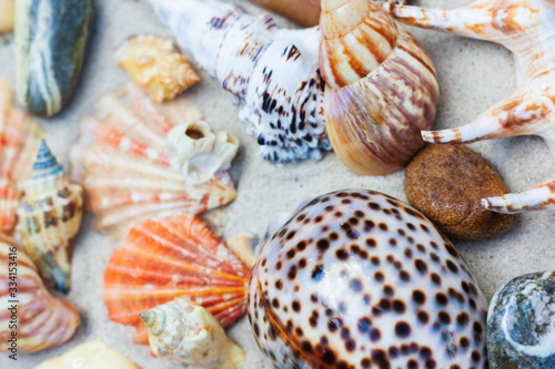 Seashells, sea stars, coral and stones on the sand, summer beach background travel concept with copy space for text.