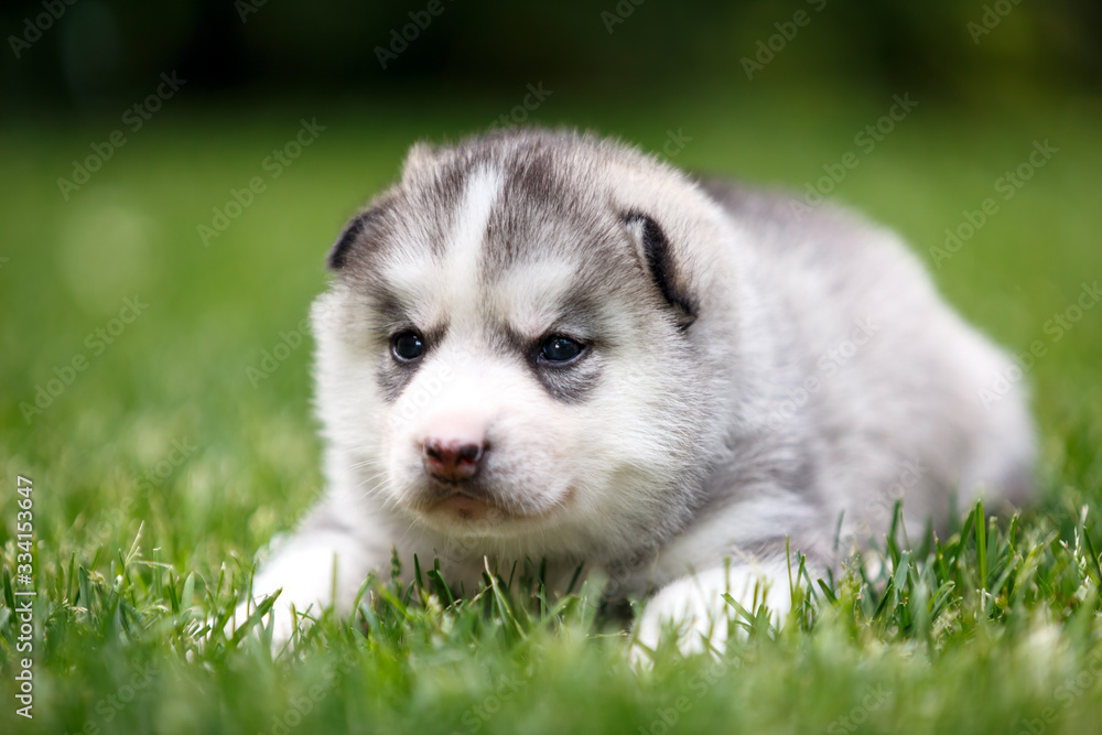 kitten in the grass kitten in the grass