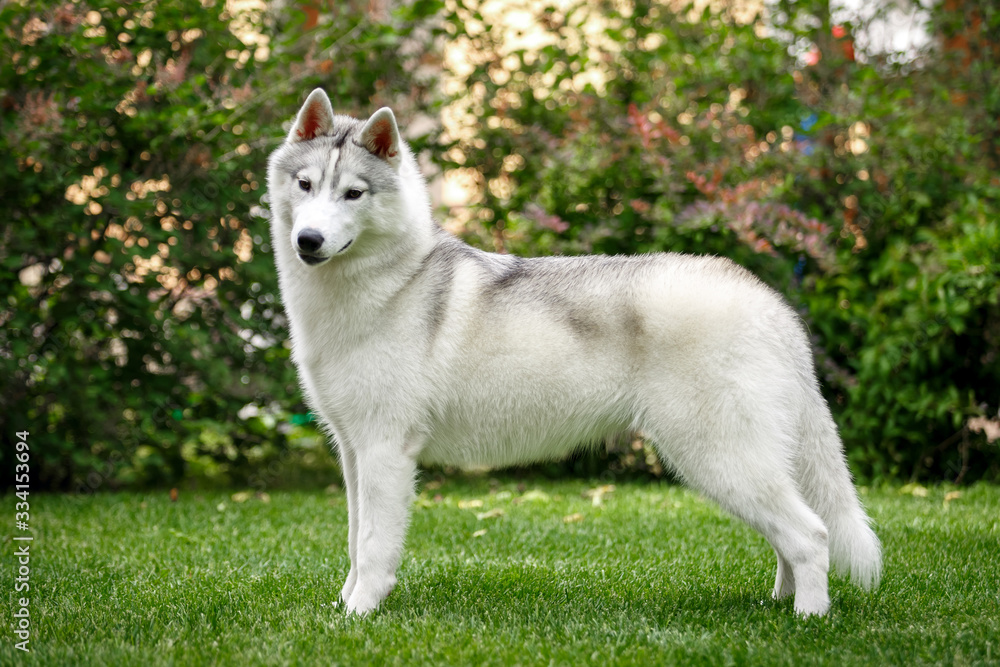 siberian husky dog on green grass siberian husky dog on green grass