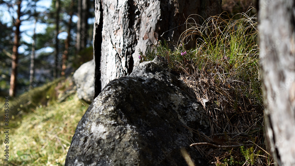 Fels im Wald mit Pecherbaum