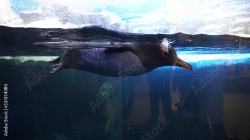 Pinguin schwimmend