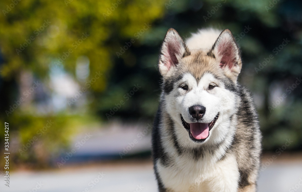 Obraz premium Malamute dog looking at the camera in the forest
