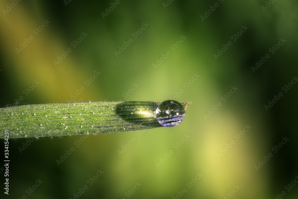 A Drop of Rain Balanced on the Edge of a Blade of Grass A Drop of Rain Balanced on the Edge of a Blade of Grass