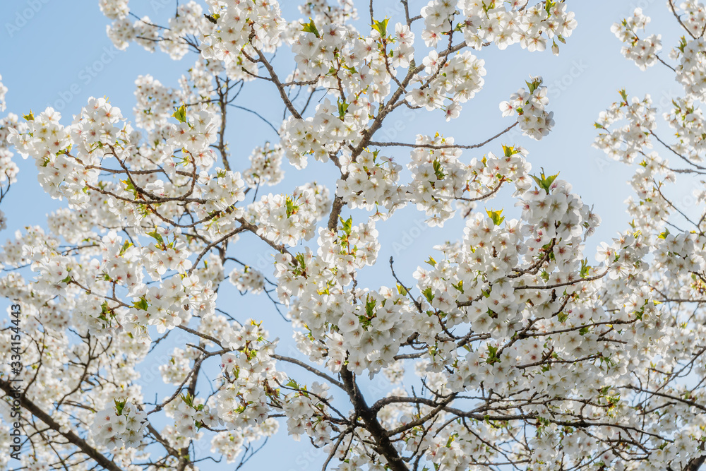 Frühlingserwachen – Kirschblüte vor blauem Himmel