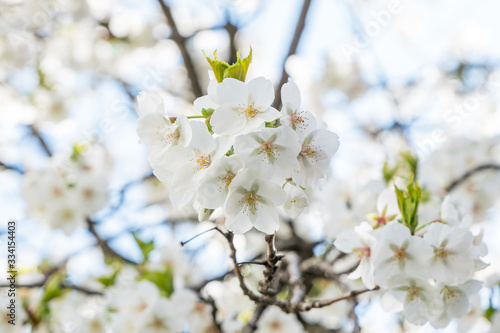 Wallpaper Mural Frühlingserwachen – Kirschblüte vor blauem Himmel Torontodigital.ca