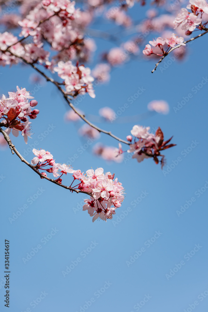 Frühlingserwachen – Japanischer Kirschblüte vor blauem Himmel Frühlingserwachen – Japanischer Kirschblüte vor blauem Himmel