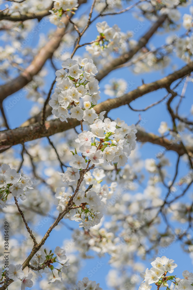 Frühlingserwachen – Kirschblüte vor blauem Himmel Frühlingserwachen – Kirschblüte vor blauem Himmel