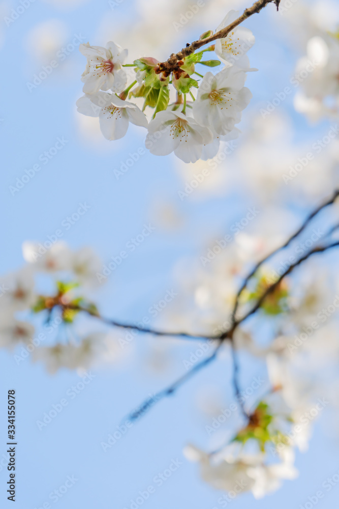 Frühlingserwachen – Kirschblüte vor blauem Himmel Frühlingserwachen – Kirschblüte vor blauem Himmel