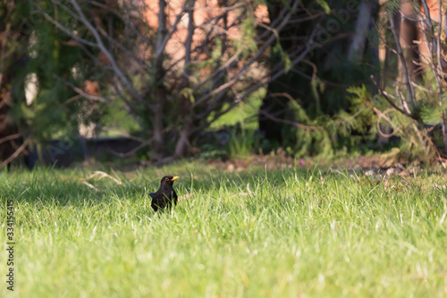 Common blackbird/Eurasian blackbird in green meadow at morning.