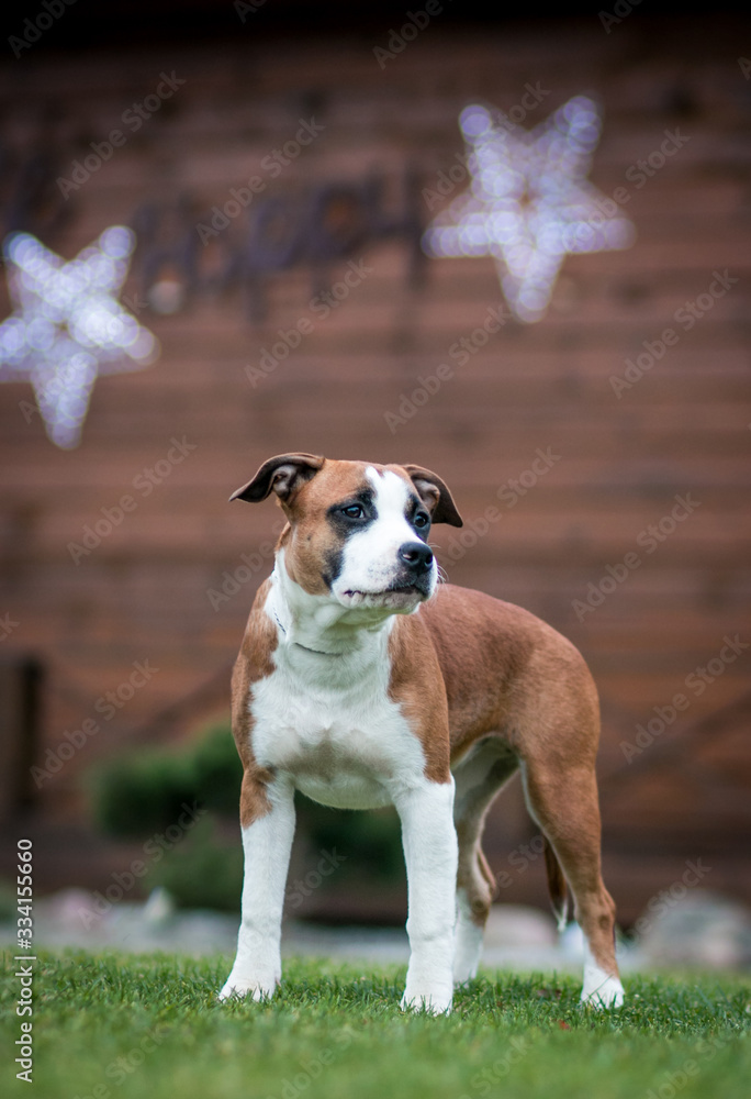 American staffordshire terrier dog posing outside.