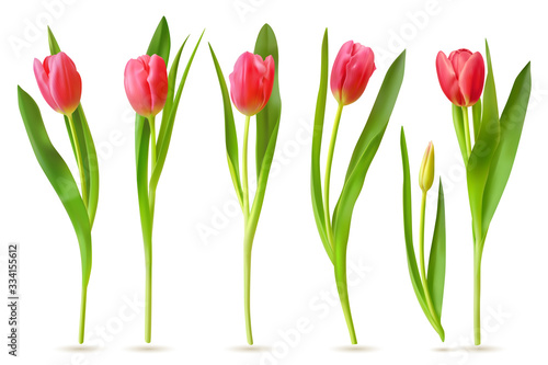 Realistic tulip. Pink red buds tulips, spring flowers bouquet, colorful floral elements for greeting card, brochure, banner vector 3d set. Tulip bloom spring, floral red plant illustration
