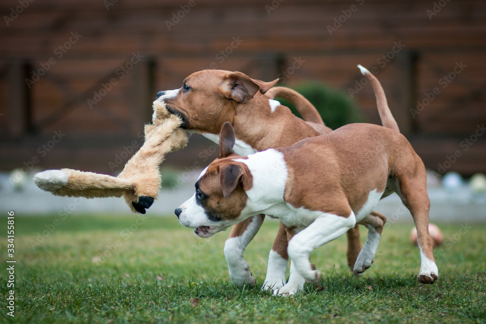 Two amstaff puppies playing outside.