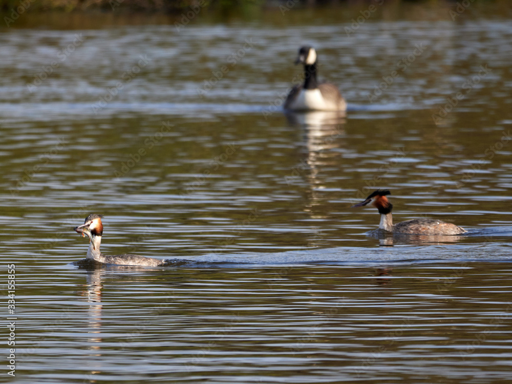 Fototapeta premium A male and female Great Crested Grebe swimming off together, with a fish in its mouth, after performing their mating courtship dance display on Crime Lake, Daisy Nook. A canada geese is behind