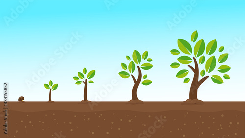 Plant growth vector Seedlings sprouting from seeds turn into large trees. Isolate on white background.