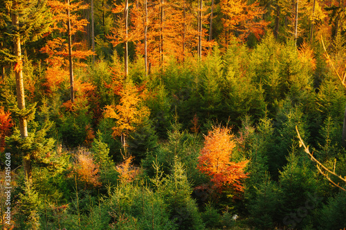 Fototapeta Naklejka Na Ścianę i Meble -  Beautiful autumn sunny Babia Gora