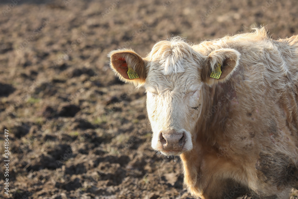 portrait of a cow in field. Closed eyes. Domestic animal portrait of a cow in field. Closed eyes. Domestic animal