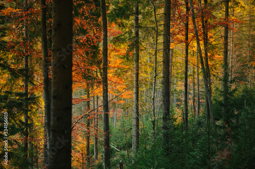Fototapeta Naklejka Na Ścianę i Meble -  Beautiful autumn sunny Babia Gora