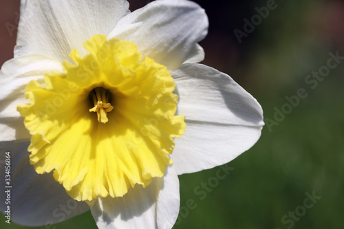 Gelb blühende Narzissen an Ostern photo