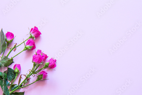 Flowers on a colored background. Flat lay