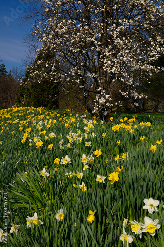 Yellow daffodils and Magnolia in early Spring at McFarland House Historic site Niagara Falls Canada