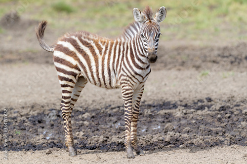 Common or Plains Zebra  Equus quagga  foal standing at edge of swamp  Ngorongoro crater national park  Tanzania