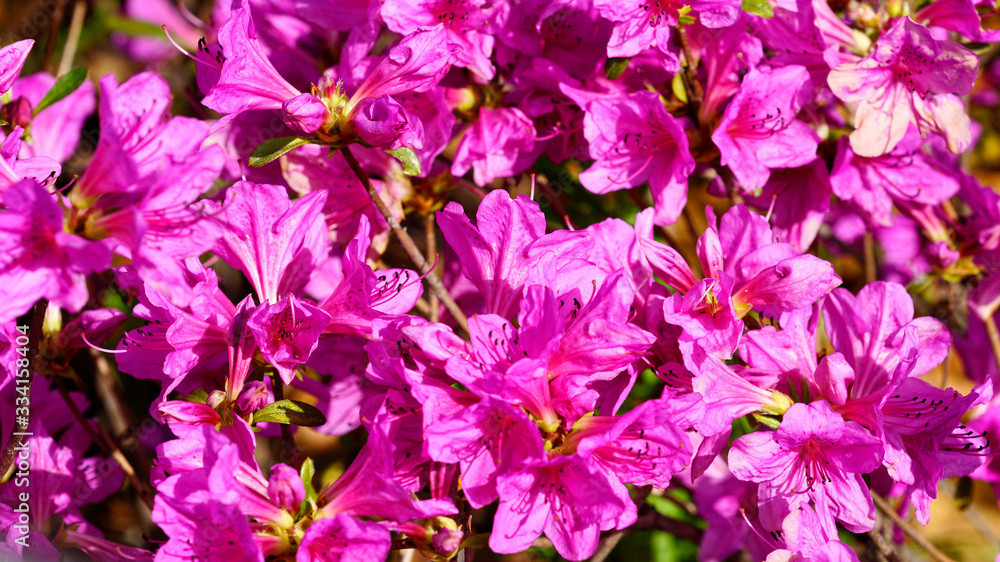 beautiful Korean rosebay at park beautiful Korean rosebay at park
