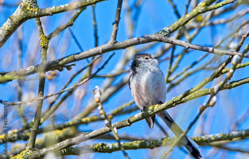 long-tailed tit on a tree branch long-tailed tit on a tree branch
