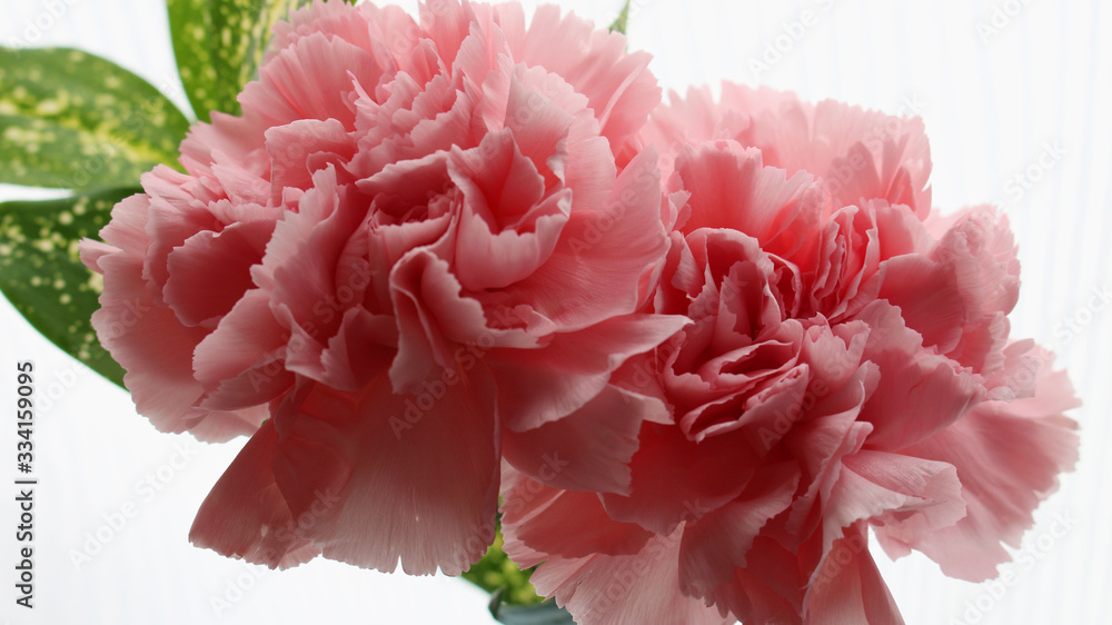 close-up of pink carnation flower