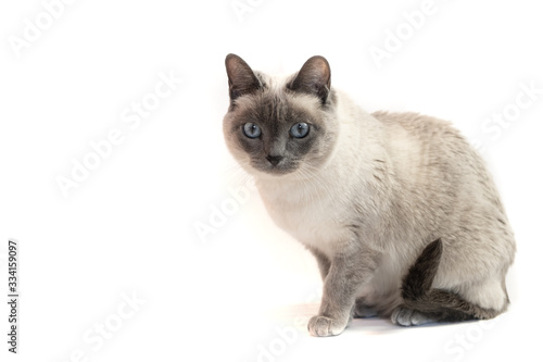  Adorable siamese cat on white background