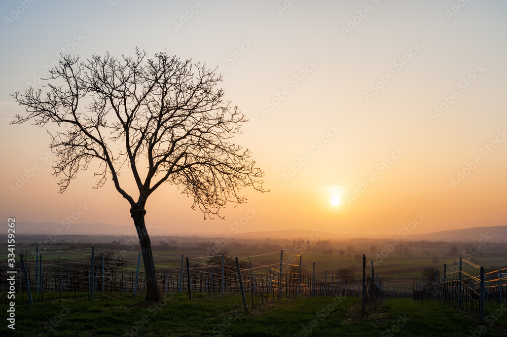 Fototapeta premium Sonset at vineyards and a tree in Burgenland