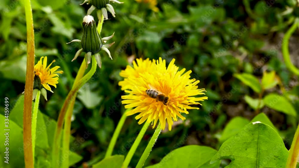 Bee and yellow dandelion flowerer in the meadow Bee and yellow dandelion flowerer in the meadow