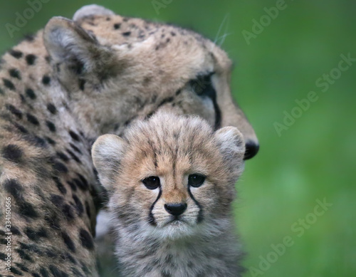 Portrait view of a Cheetah cub with mother in background