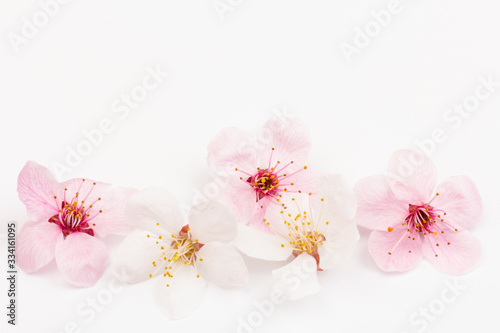 Valokuvatapetti Cherry blossom , pink sakura flower isolated in white background