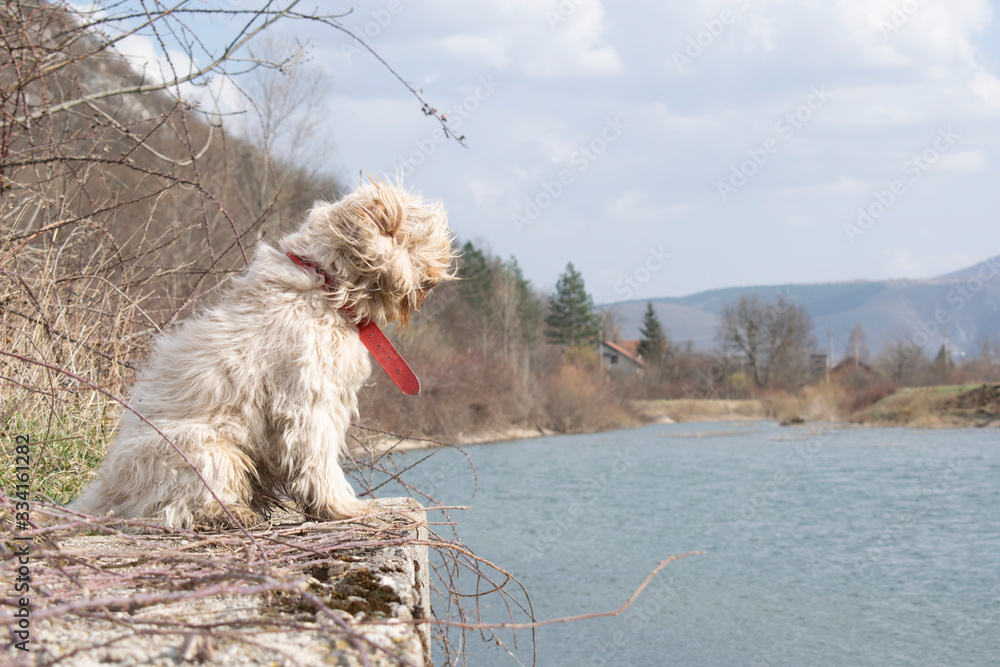 The dog posing on the lake