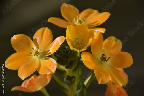 Fleur orange Ornithogalum dubium vivace mars