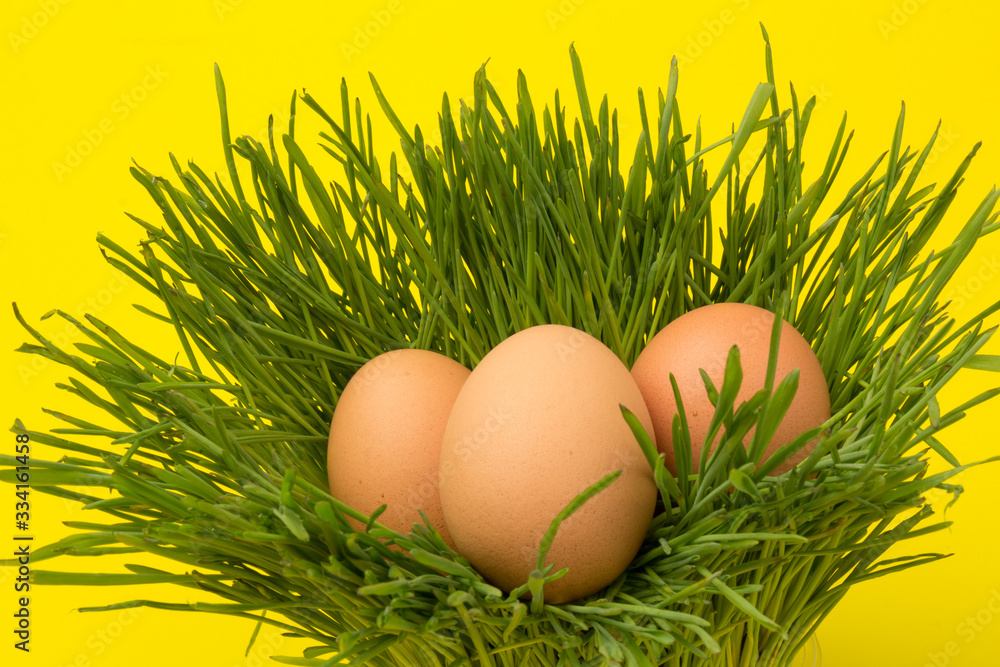Brown eggs on green grass, isolated on yellow background Brown eggs on green grass, isolated on yellow background