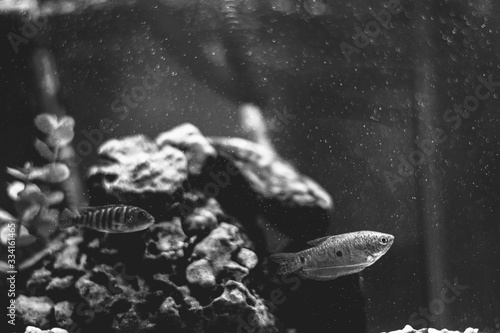 Fish in Aqurium
