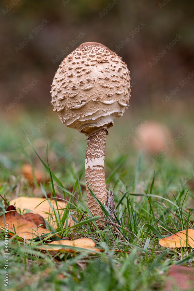 Macrolepiota procera growing among the grass of a meadow
