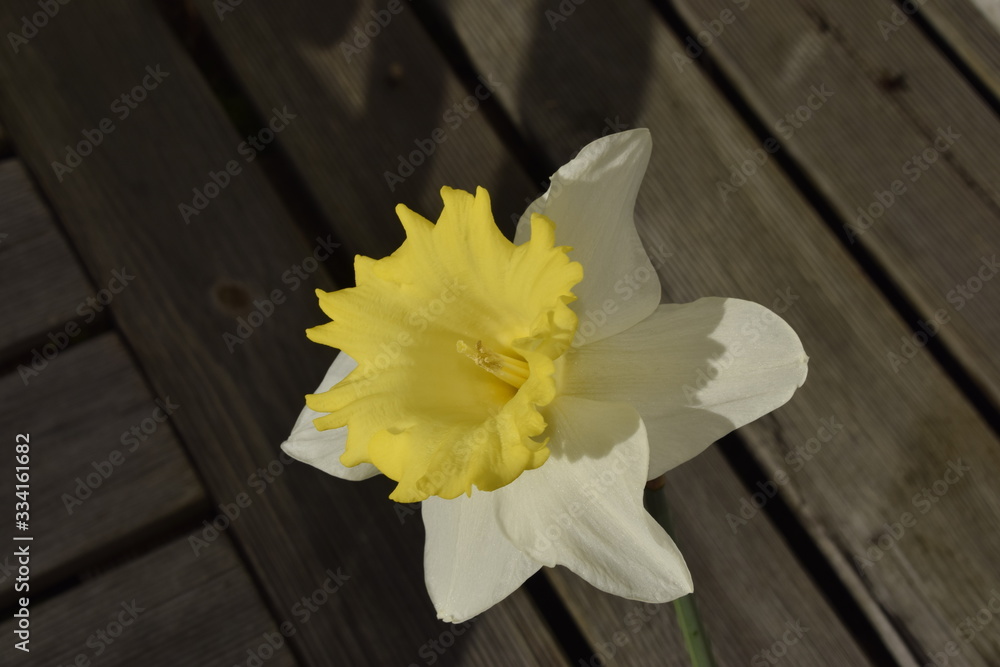 Obraz premium Jonquille jaune 