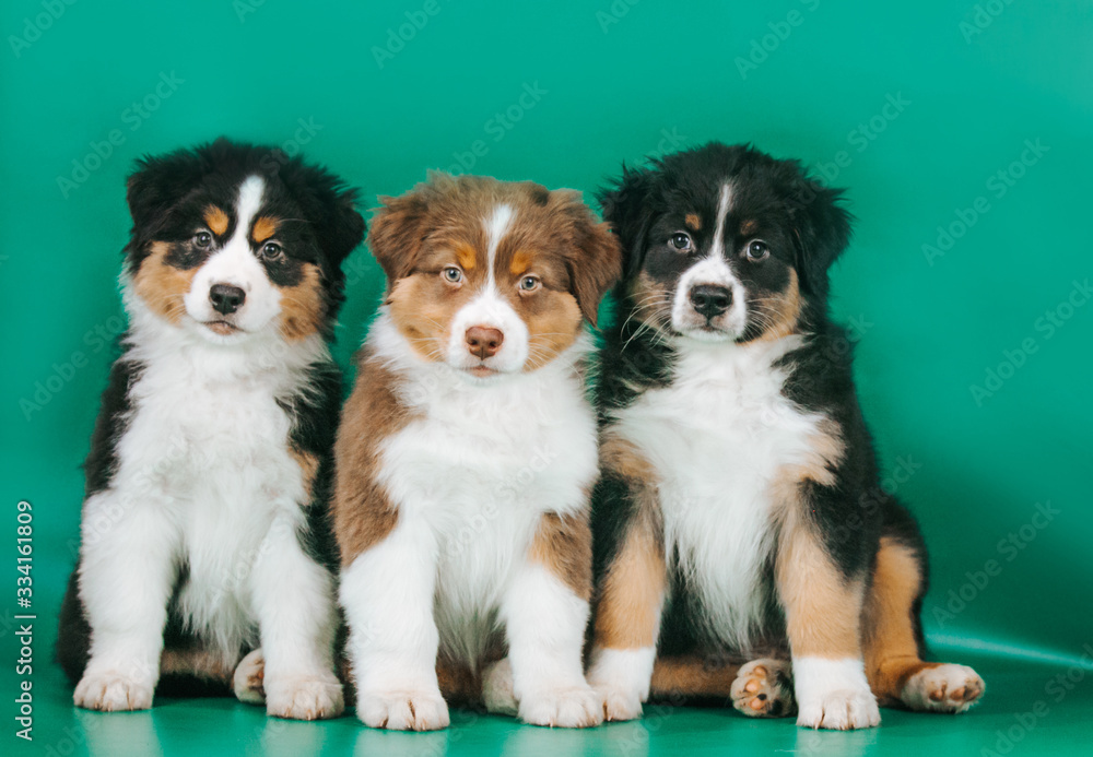 Australian shepherd puppy posing in the studio. Beautiful young aussie baby in blue background.	