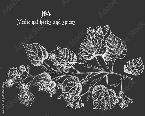 Set of Linden blossom hand drawn patterns with flower, lives and branch in black color on chalkboard background. Retro vintage graphic design Botanical sketch drawing