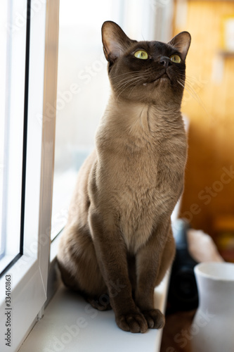 burmese cat is sitting at the balcony in a sunlight in the morning © Elena