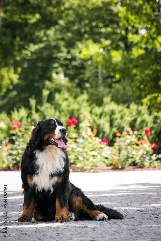 Bernese mountain dog posing in beautiful city park outside.	