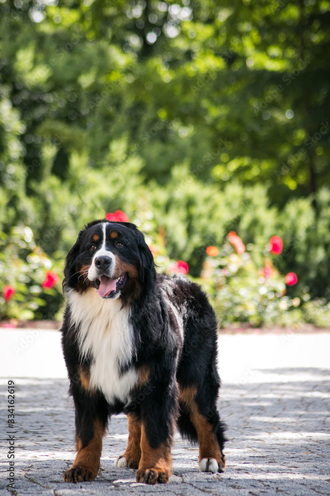 Bernese mountain dog posing in beautiful city park outside.