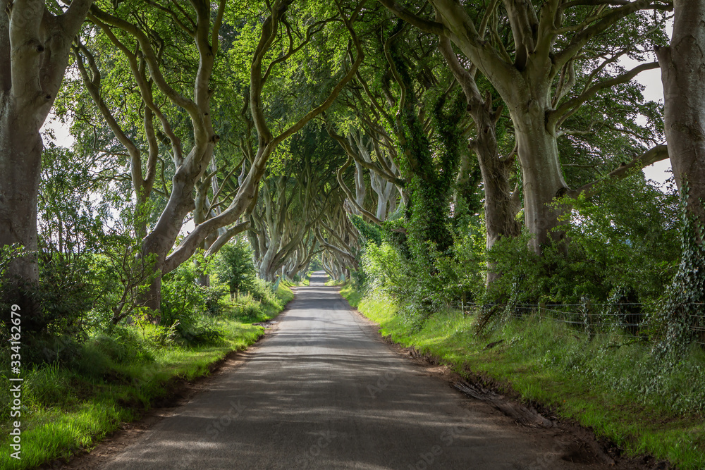 Obraz premium The Dark Hedges im Sommer - County Antrim, Nordirland