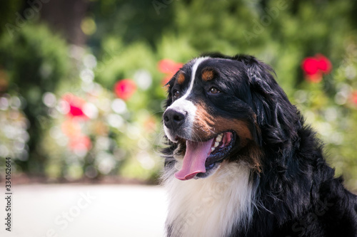 Bernese mountain dog posing in beautiful city park outside. 