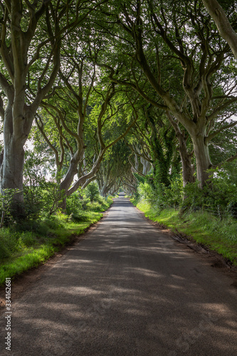 The Dark Hedges im Sommer - County Antrim, Nordirland